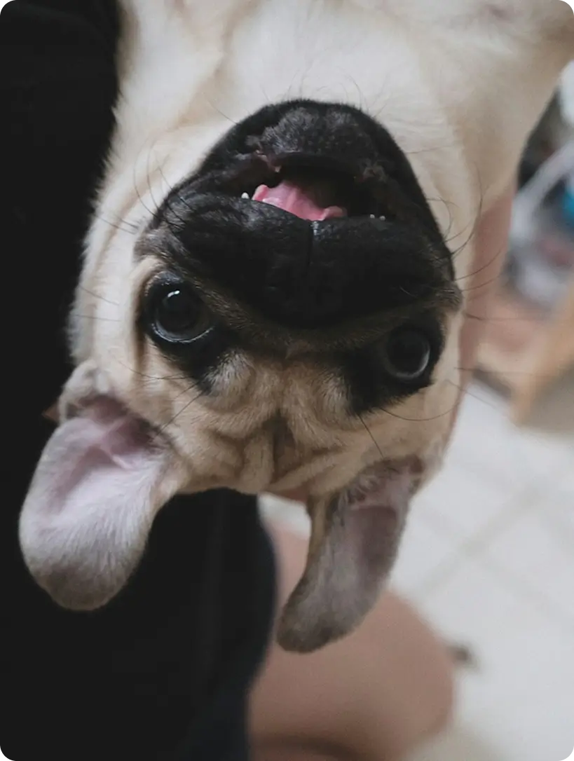 Dog representing the animal causes supported through checkout donations